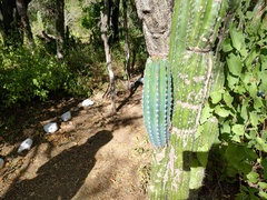 Pachycereus pecten-aboriginum