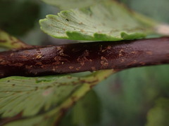 Asplenium acuminatum