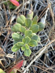Arctostaphylos pumila