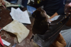 Phyllostomus hastatus