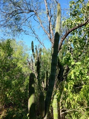 Stenocereus thurberi