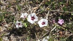 Convolvulus laciniatus