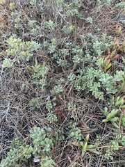 Arctostaphylos pumila