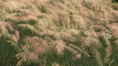 Muhlenbergia