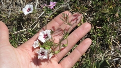 Convolvulus laciniatus