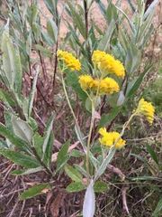 Senecio odoratus