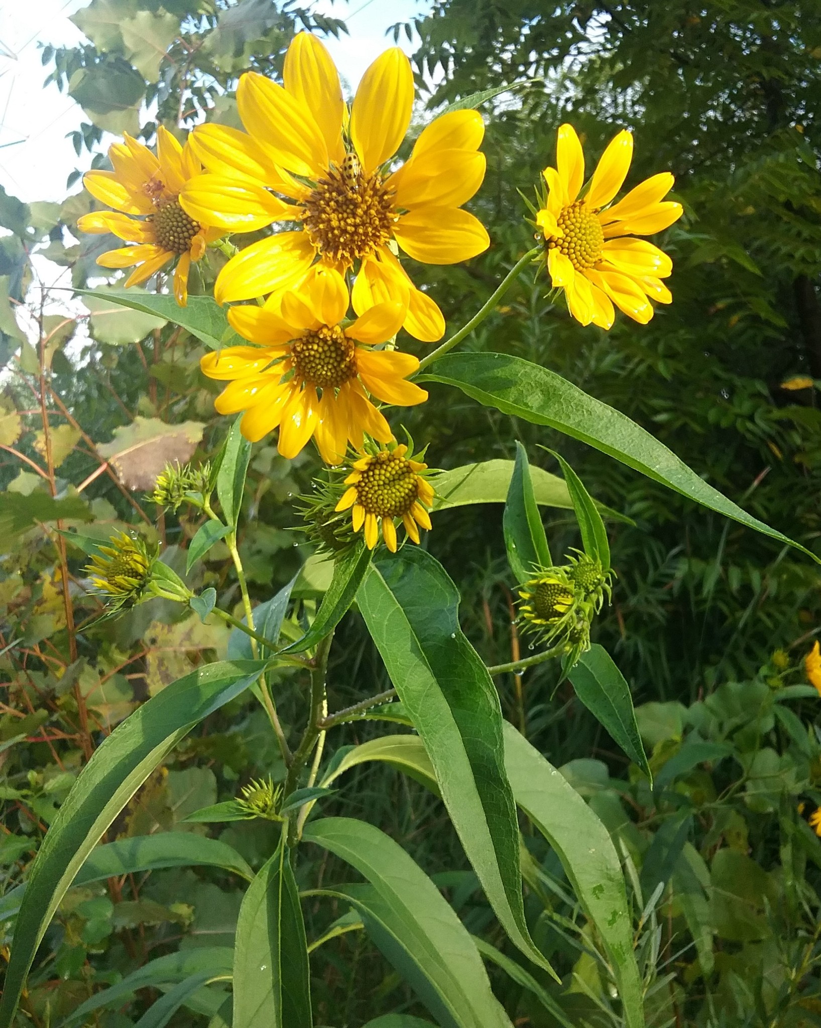 Helianthus grosseserratus