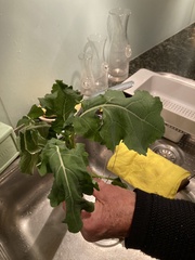 Brassica oleracea