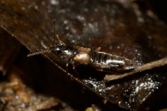 Oxypoda acuminata