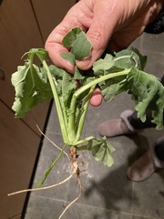 Brassica oleracea