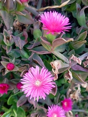 Mesembryanthemum cordifolium