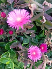 Mesembryanthemum cordifolium