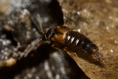 Oxypoda acuminata