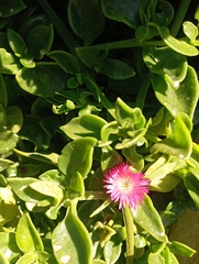 Mesembryanthemum cordifolium