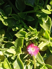 Mesembryanthemum cordifolium