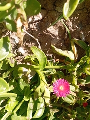 Mesembryanthemum cordifolium