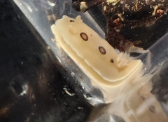 Diaulula sandiegensis