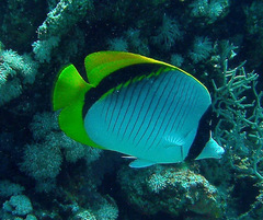 Chaetodon lineolatus