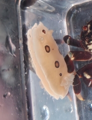 Diaulula sandiegensis
