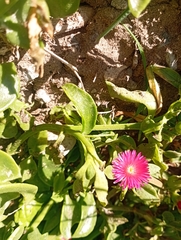 Mesembryanthemum cordifolium
