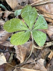 Apiales