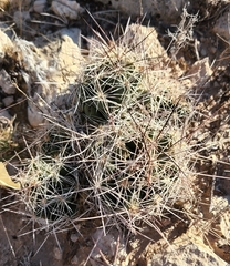 Coryphantha macromeris