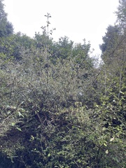 Coprosma foetidissima