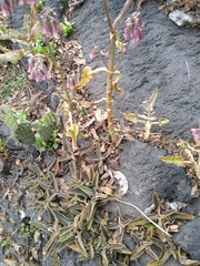 Kalanchoe daigremontiana