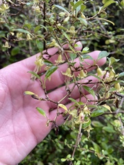 Coprosma foetidissima
