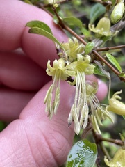 Coprosma foetidissima