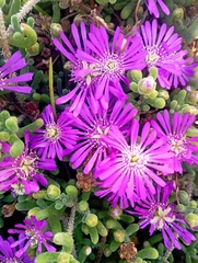 Ruschieae
