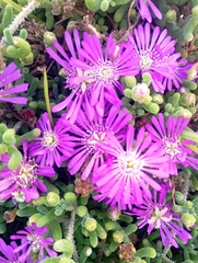 Ruschieae