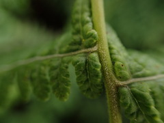 Pseudophegopteris keraudreniana