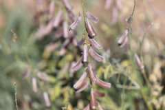 Crotalaria dissitiflora