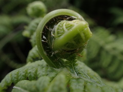 Pseudophegopteris keraudreniana