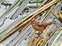 Phleocryptes melanops