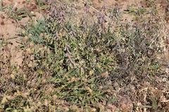 Crotalaria dissitiflora