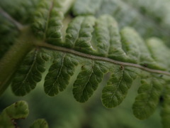 Pseudophegopteris keraudreniana