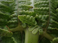 Pseudophegopteris keraudreniana