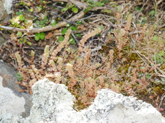 Crassula colligata colligata