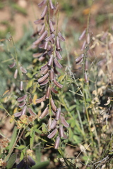 Crotalaria dissitiflora