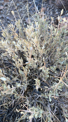 Atriplex confertifolia