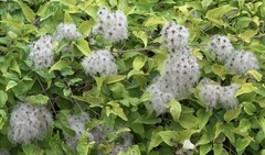 Clematis vitalba