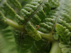 Pseudophegopteris keraudreniana