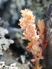 Crassula colligata colligata