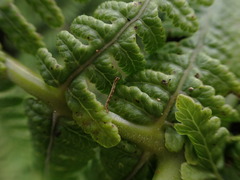 Pseudophegopteris keraudreniana