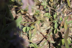 Crotalaria dissitiflora