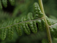 Pseudophegopteris keraudreniana