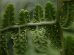 Pseudophegopteris keraudreniana