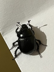 Typhaeus typhoeus